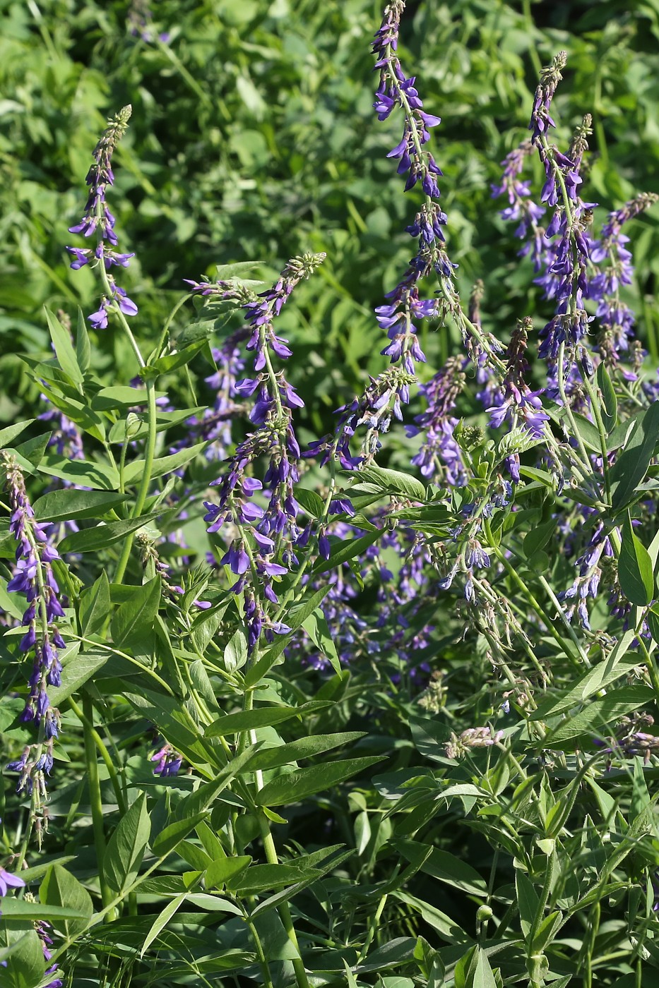 Изображение особи Galega orientalis.