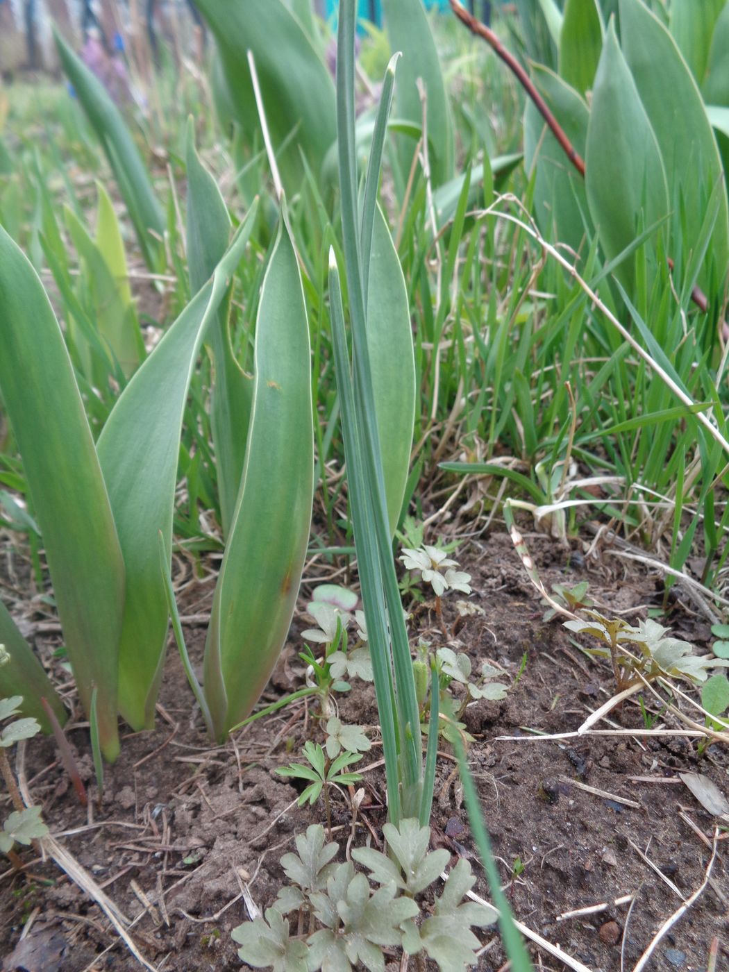 Изображение особи Iridodictyum reticulatum.