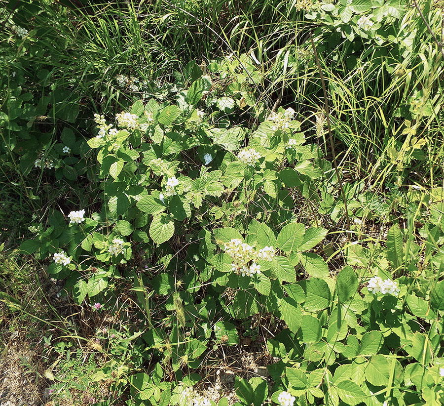 Изображение особи Rubus candicans.