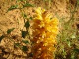 Orobanche spectabilis