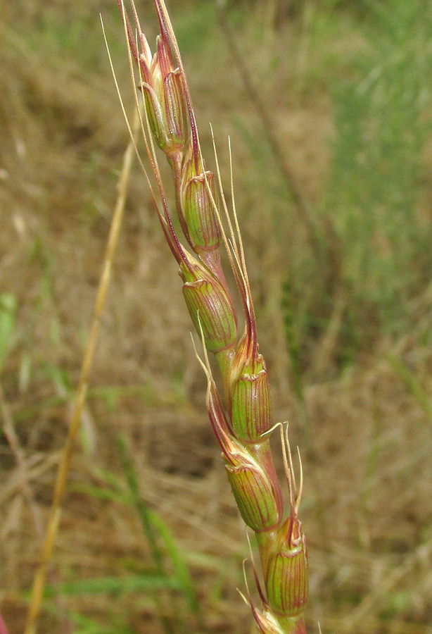 Изображение особи Aegilops tauschii.