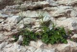 Campanula rotundifolia. Молодые растения с развивающимися генеративными побегами. Псковская обл., Псковский р-н, окр. погоста Выбуты, берег р. Великая, на известняковом обрыве. 26.06.2018.