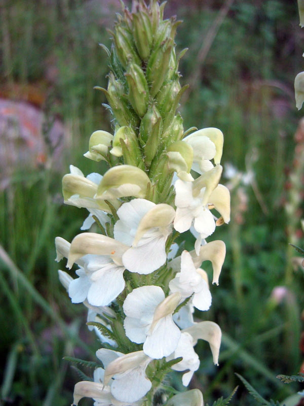 Image of Pedicularis dolichorrhiza specimen.