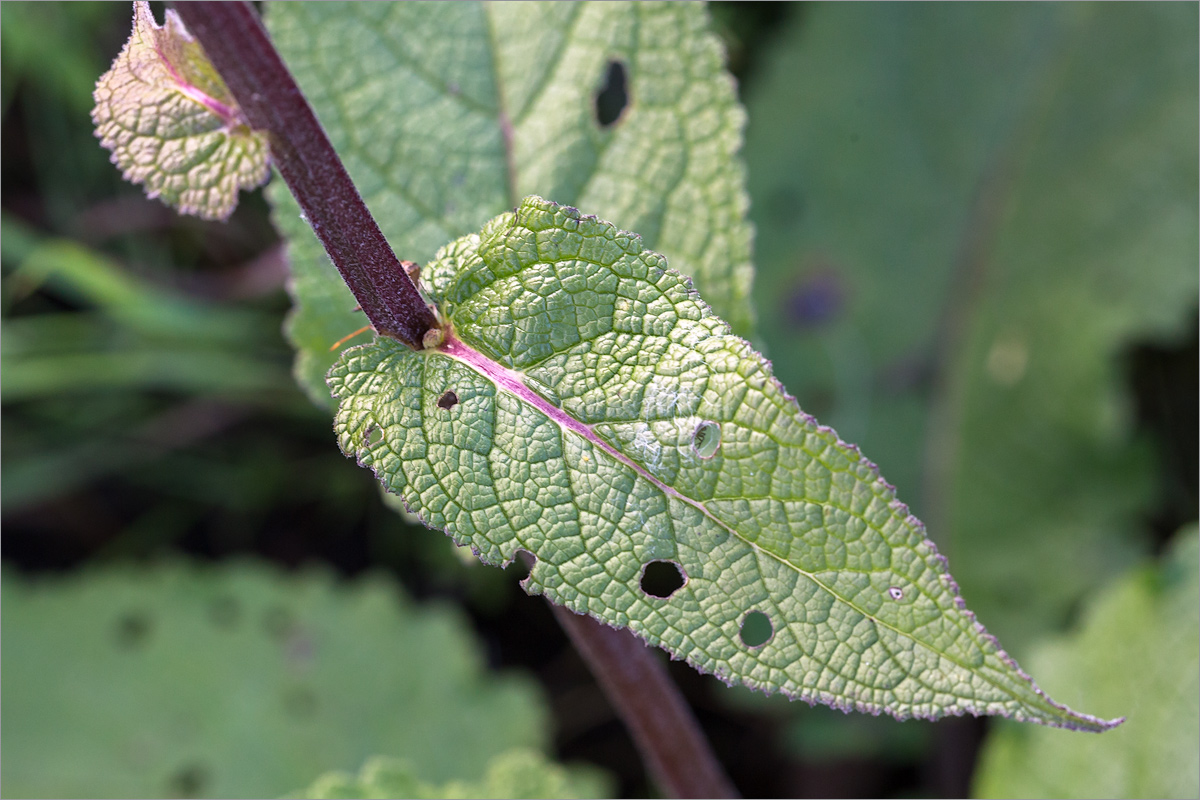 Изображение особи Verbascum nigrum.