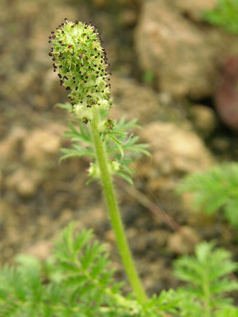 Image of Acaena pinnatifida specimen.