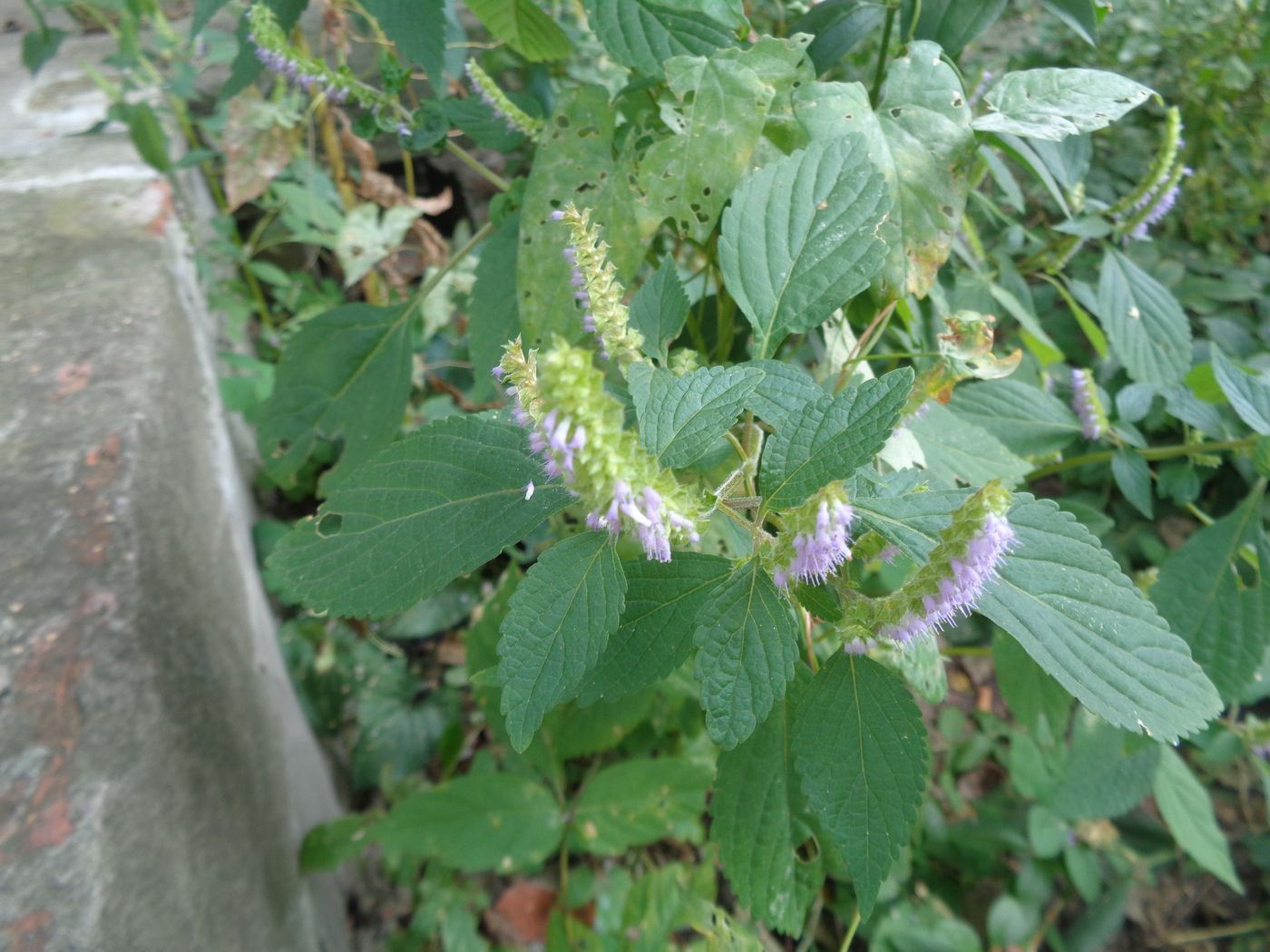 Image of Elsholtzia ciliata specimen.