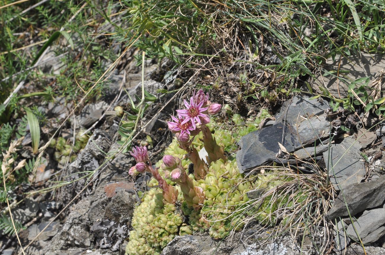 Изображение особи Sempervivum pumilum.