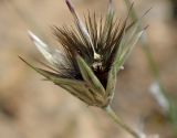 Crupina crupinastrum