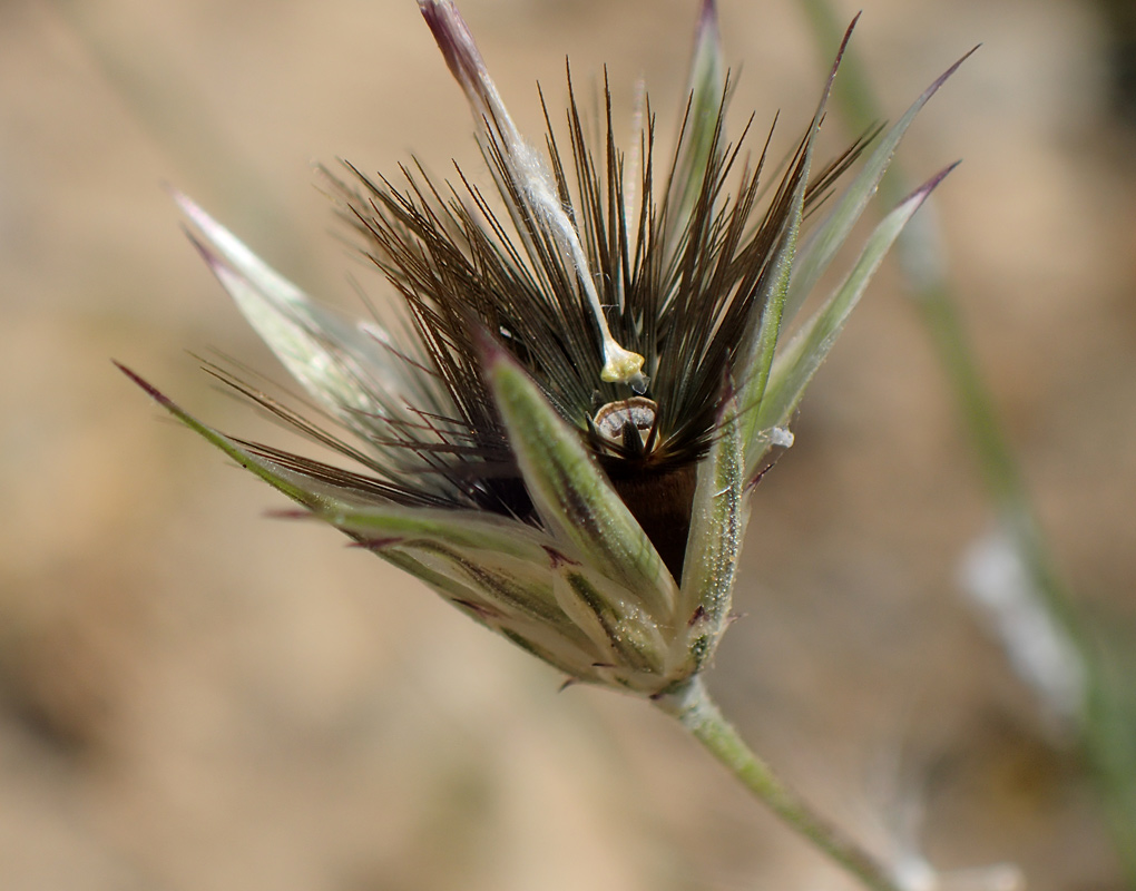 Image of Crupina crupinastrum specimen.