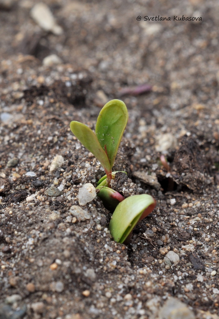 Image of Acer ginnala specimen.