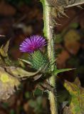 Cirsium vulgare. Часть побега с соцветием. Московская обл., Одинцовский р-н, Звенигородская биостанция МГУ, у квартальной просеки в еловом лесу. 20.10.2018.