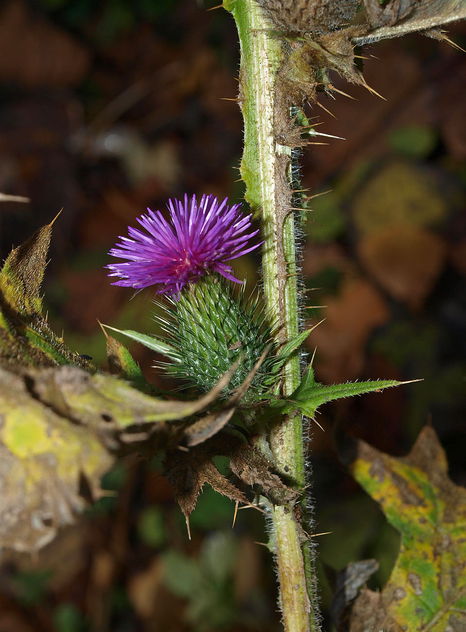 Image of Cirsium vulgare specimen.
