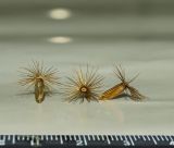 Image of taxon representative. Author is Мария Жукова