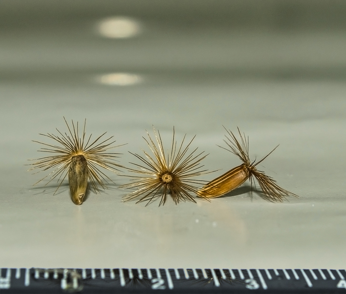 Image of Grossheimia macrocephala specimen.