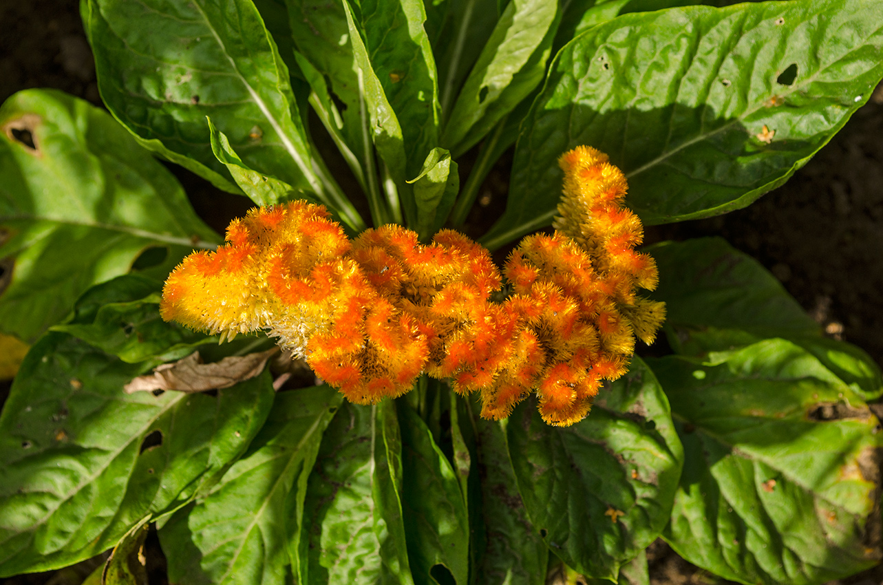 Image of Celosia cristata specimen.