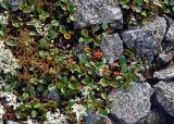 Salix polaris. Плодоносящие растения. Мурманская обл., Хибины, перевал Северный Рисчорр, ≈ 900 м н.у.м., каменистый участок мохово-лишайниковой тундры. 06.08.2018.