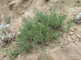 Gypsophila capitata