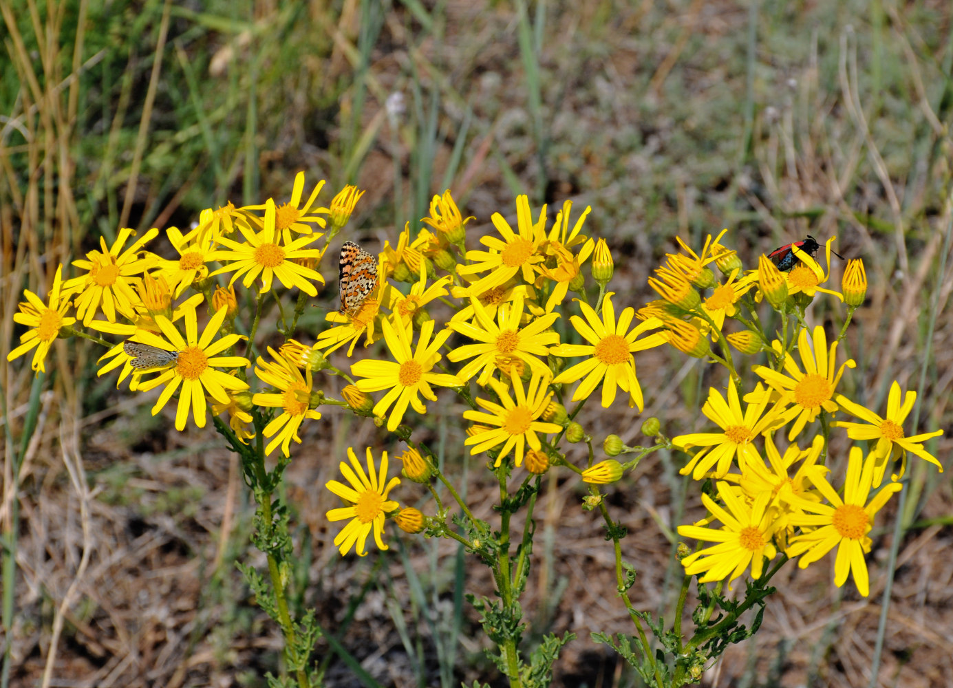 Изображение особи Senecio jacobaea.