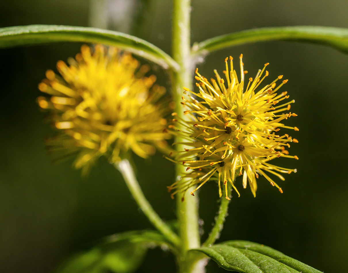 Изображение особи Naumburgia thyrsiflora.