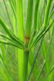 Equisetum arvense