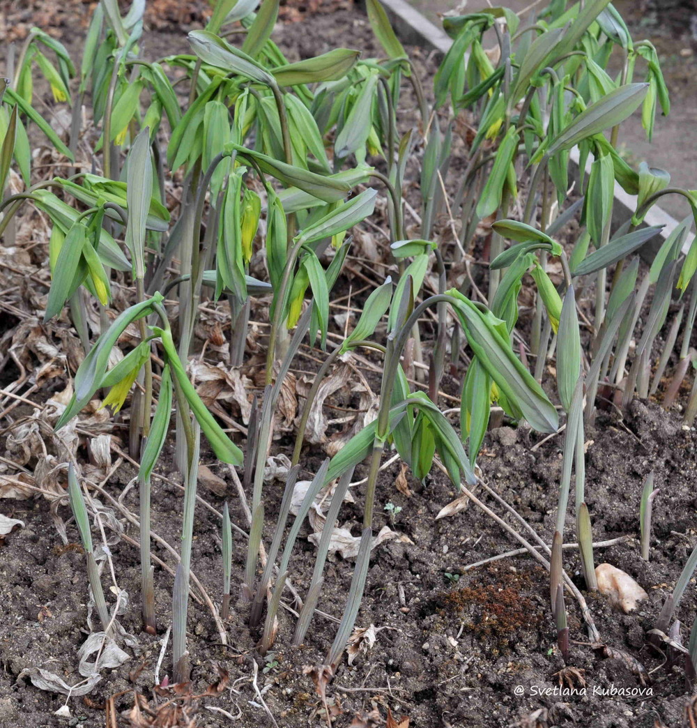 Изображение особи Uvularia grandiflora.