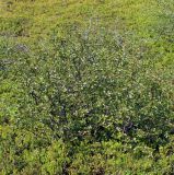 Betula × alpestris. Вегетирующее растение. Мурманская обл., п-ов Рыбачий, кустарничковая тундра. 28.06.2018.