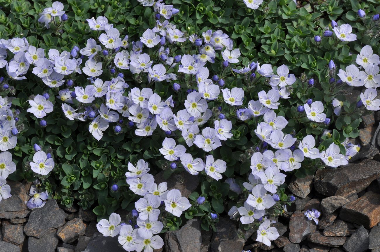 Image of Veronica glareosa specimen.