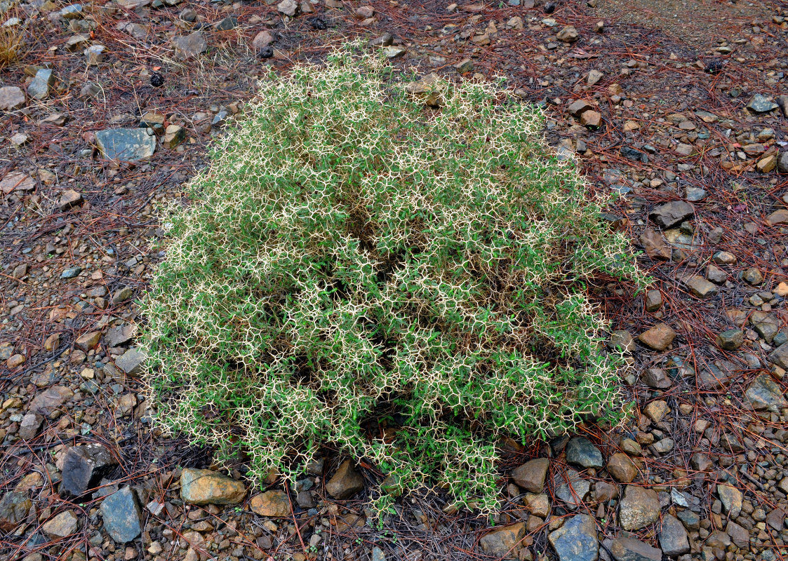 Изображение особи Sarcopoterium spinosum.