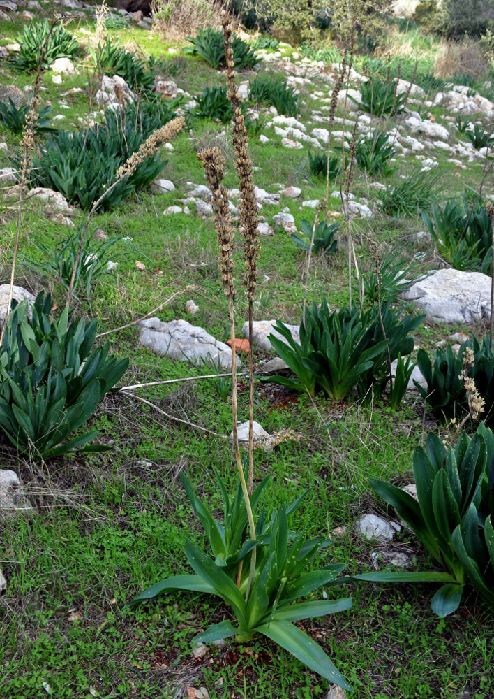 Image of Drimia aphylla specimen.