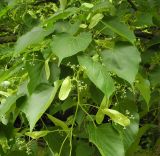 Tilia amurensis