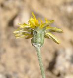 Image of taxon representative. Author is Роланд Цандекидис