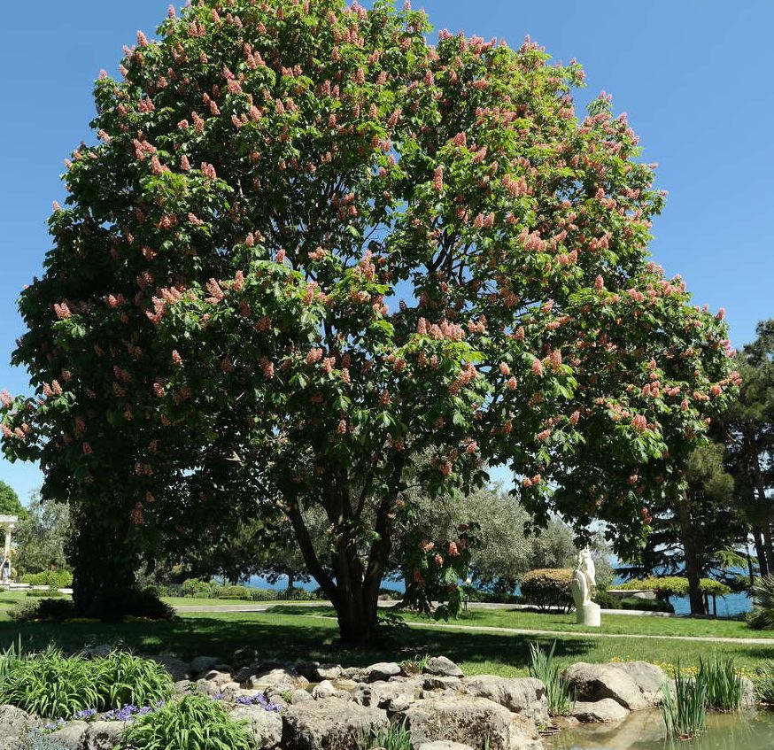 Image of Aesculus &times; carnea specimen.