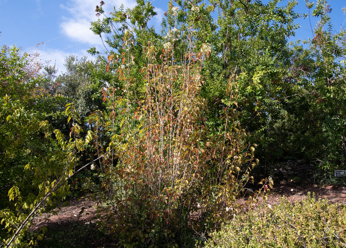 Image of Dombeya kirkii specimen.