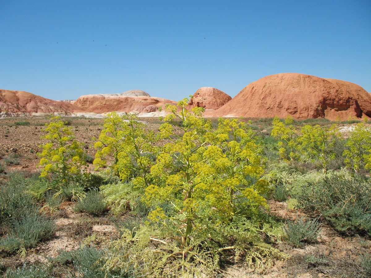 Image of Ferula krylovii specimen.