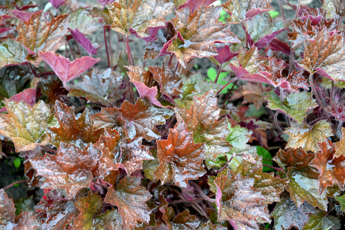 Image of Heuchera &times; hybrida specimen.