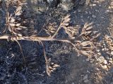 Agave americana