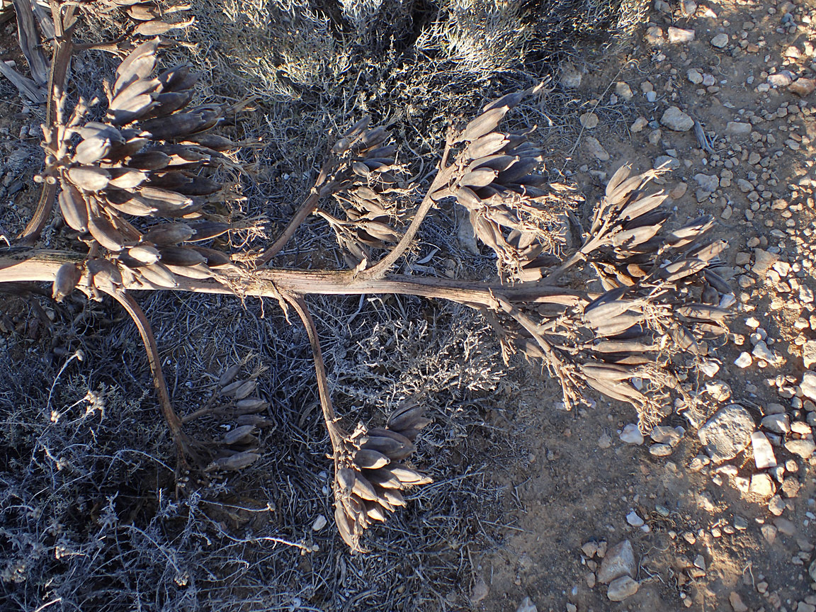 Image of Agave americana specimen.