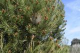 Pinus halepensis. Часть кроны молодого дерева с раскрывшимися микростробилами и появившимися молодыми шишками (на верхушке удлиненного побега), белый кокон - паутинное гнездо Thaumetopoea pityocampa. Испания, автономное сообщество Каталония, провинция Жирона, комарка Баш Эмпорда, муниципалитет Калонже, рудеральное местообитание. 23.03.2019.