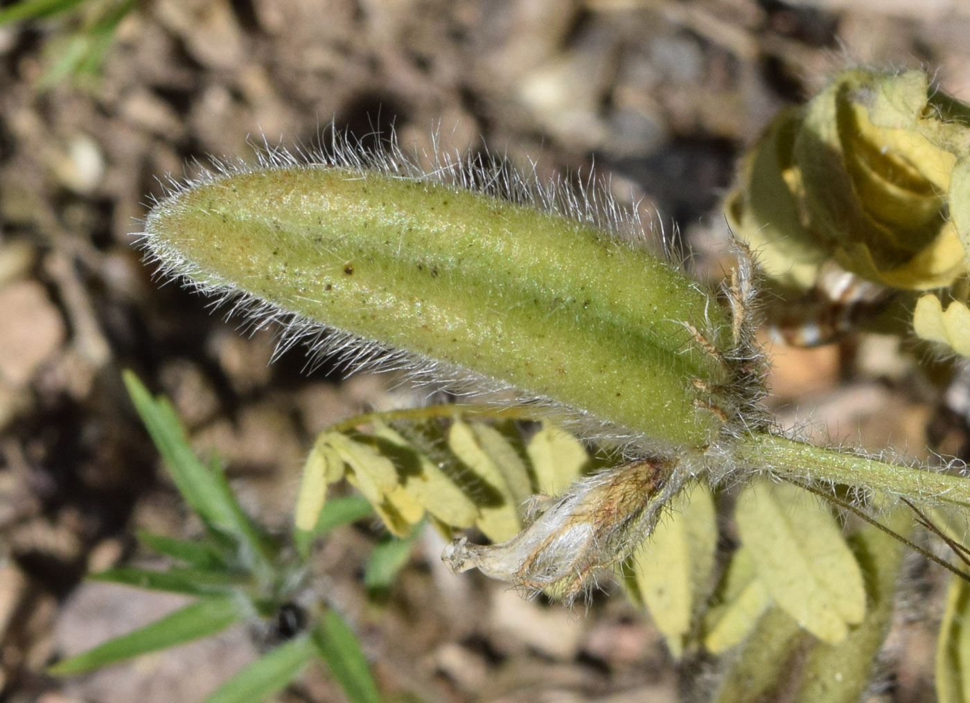 Изображение особи Astragalus camptoceras.