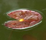 Nymphaea candida. Молодой лист с отдыхающим клопом-водомеркой. Московская обл., Раменский р-н, окр. дер. Хрипань, садовый участок. 13.05.2019.