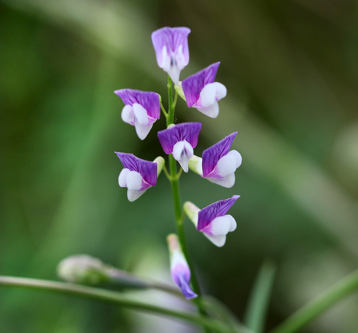 Изображение особи Vicia biennis.