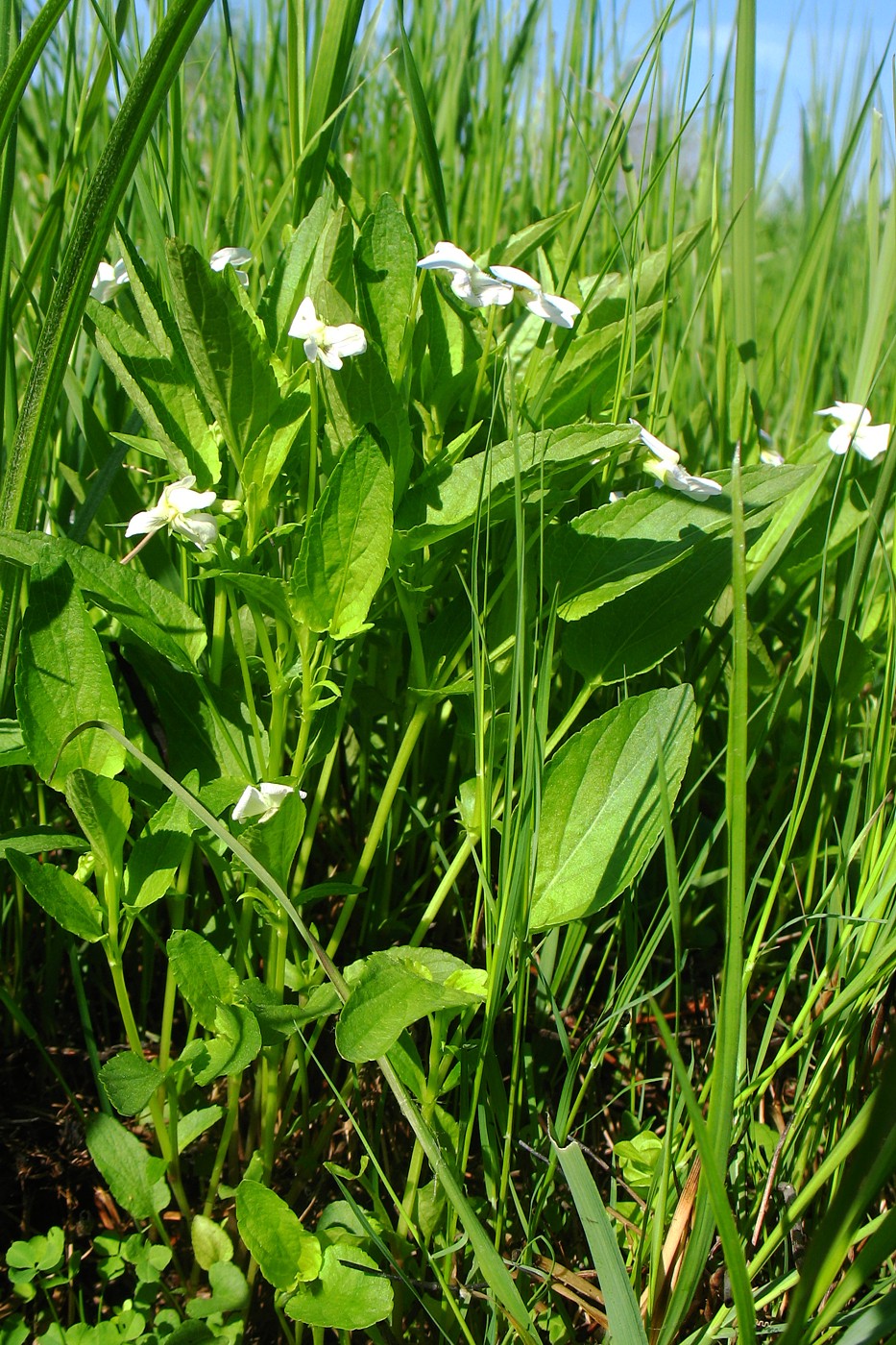 Image of Viola stagnina specimen.