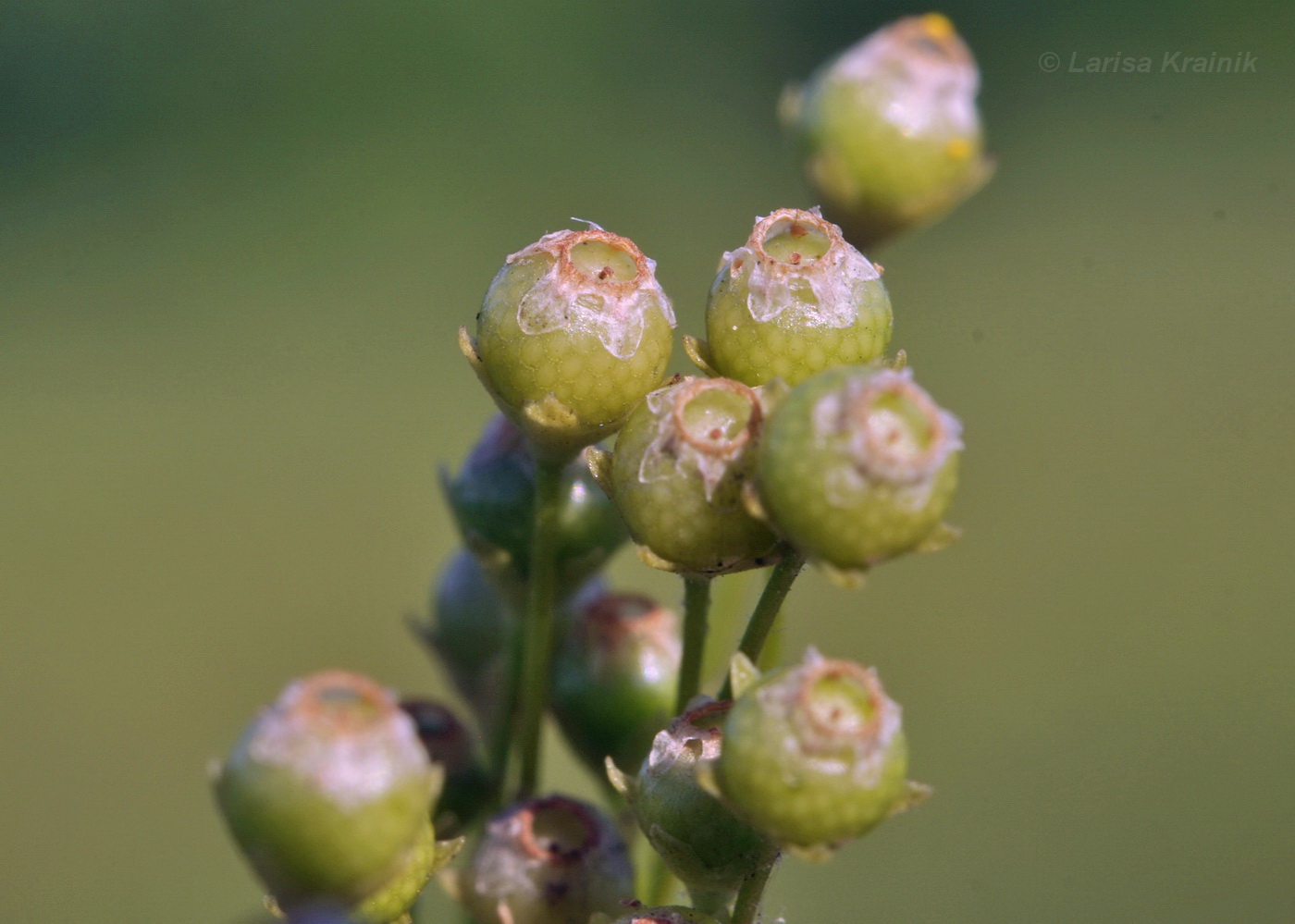 Изображение особи Androsace filiformis.