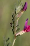 Vicia cordata. Лист с ползущим муравьём. Крым, Керченский п-ов, мыс Казантип, степной склон. 01.05.2019.