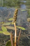 Potamogeton biformis