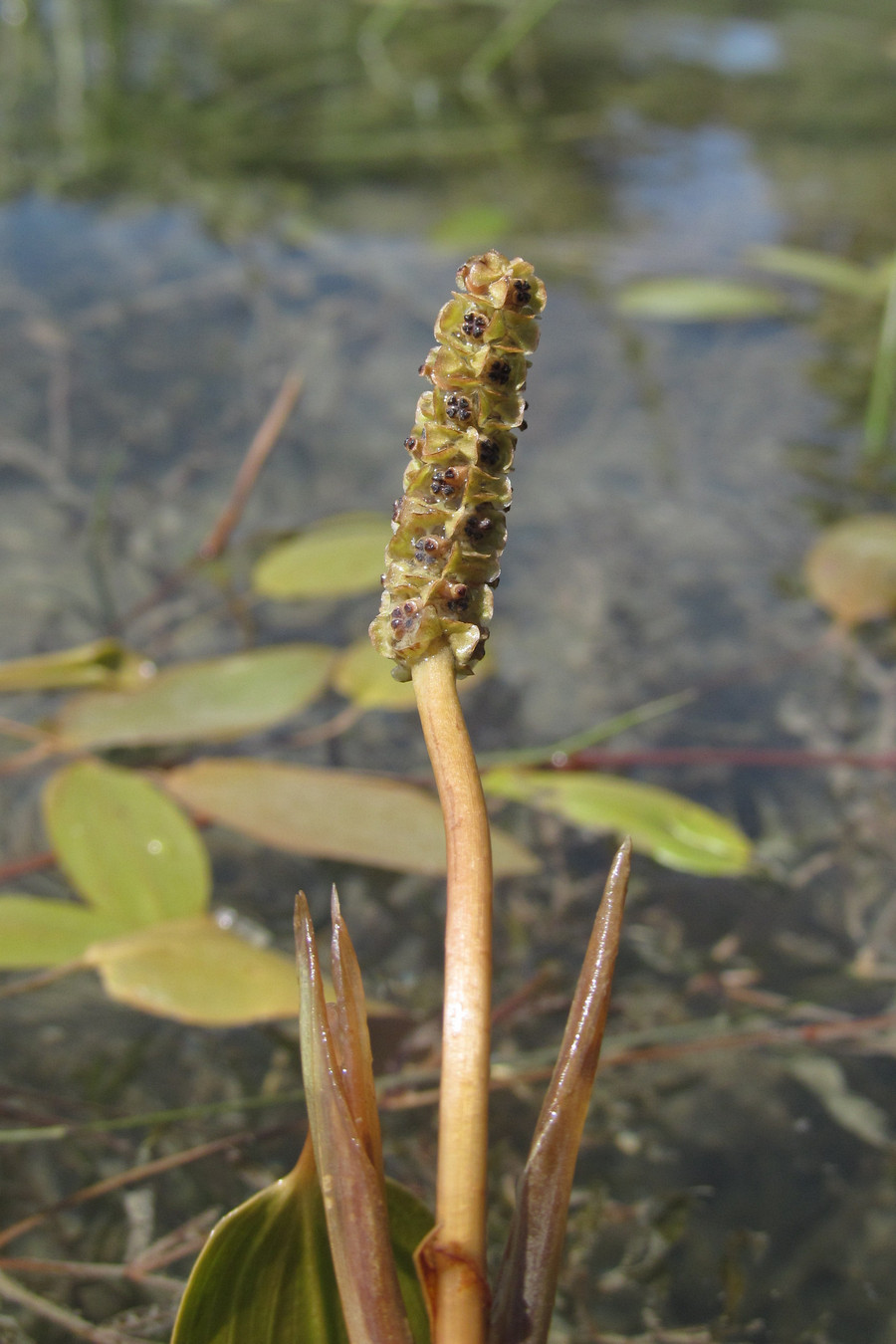 Изображение особи Potamogeton biformis.