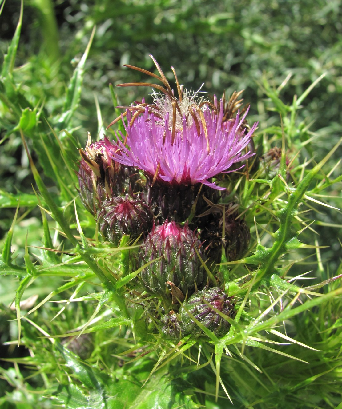 Изображение особи Cirsium elbrusense.