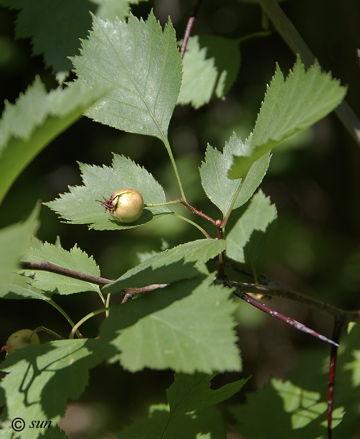 Image of Crataegus mollis specimen.