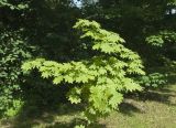 Acer japonicum. Крона молодого растения. Санкт-Петербург, Ботанический сад БИН РАН. 05.06.2019.