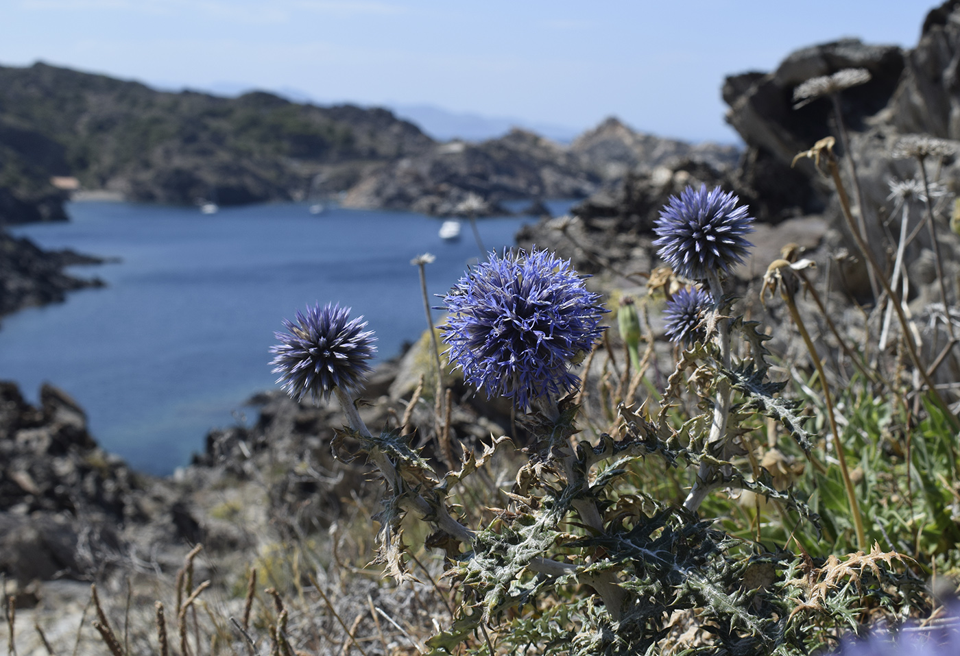 Изображение особи Echinops ritro.